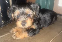 Orange , a male Yorkshire Terrier for sale in Westminster, SC – 1 of 2