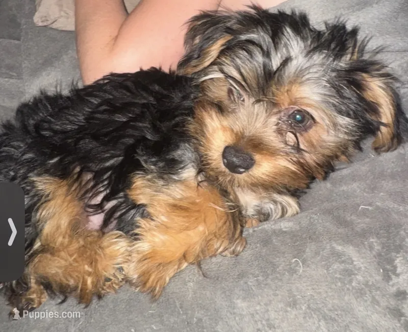 Orange Bear – Yorkshire Terrier puppy for sale in Westminster, SC