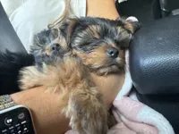 Bluey, a male Yorkshire Terrier for sale in Westminster, SC – 7 of 7