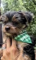 Red, a male Yorkshire Terrier for sale in Westminster, SC – 2 of 7