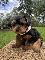 Orange Bear, a male Yorkshire Terrier for sale in Westminster, SC – 3 of 8