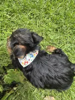 Orange Bear, a male Yorkshire Terrier for sale in Westminster, SC – 6 of 8