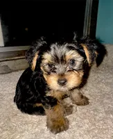 Blue bear, a male Yorkshire Terrier for sale in Westminster, SC – 1 of 1