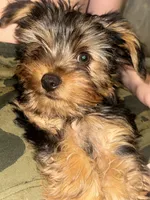 Blue Bear , a male Yorkshire Terrier for sale in Westminster, SC – 3 of 4