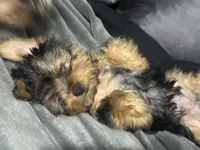 Blue Bear , a male Yorkshire Terrier for sale in Westminster, SC – 4 of 4