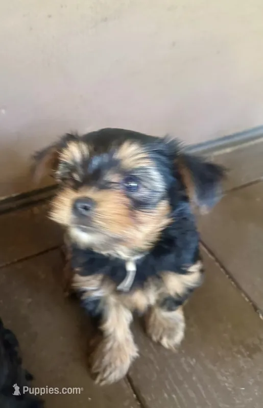 Beige Biscotti  – Yorkshire Terrier puppy for sale in Westminster, SC