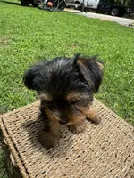 Orange Bear, a male Yorkshire Terrier for sale in Westminster, SC – 8 of 8