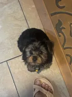 Bluey, a male Yorkshire Terrier for sale in Westminster, SC – 3 of 5