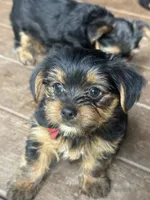 Clifford, a male Yorkshire Terrier for sale in Westminster, SC – 2 of 6