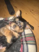 Clifford, a male Yorkshire Terrier for sale in Westminster, SC – 5 of 6