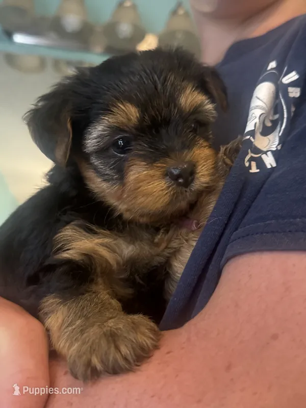 Fuchsia  – Yorkshire Terrier puppy for sale in Westminster, SC