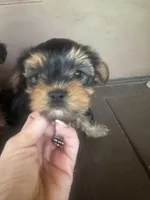 Beige Biscotti , a female Yorkshire Terrier for sale in Westminster, SC – 3 of 3