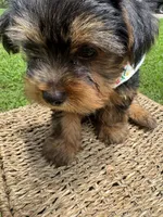 Orange Bear, a male Yorkshire Terrier for sale in Westminster, SC – 5 of 8