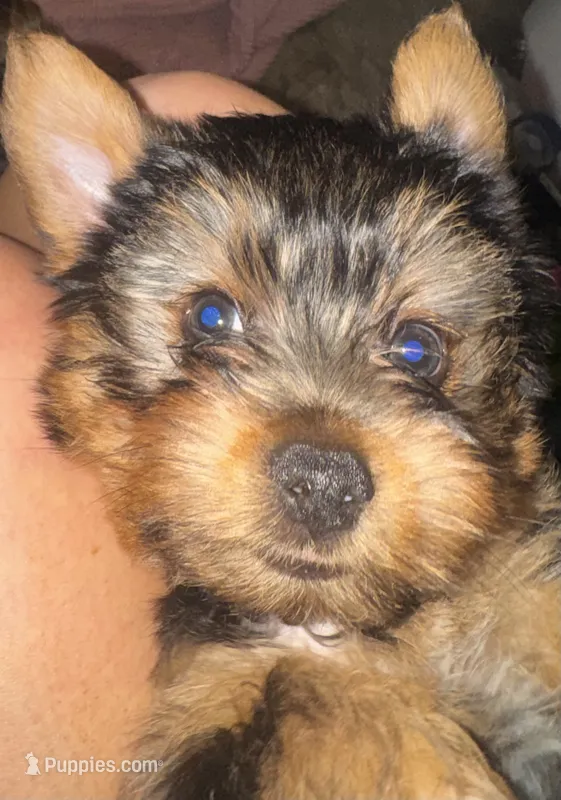 Bluey – Yorkshire Terrier puppy for sale in Westminster, SC