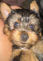Bluey, a male Yorkshire Terrier for sale in Westminster, SC – 1 of 7