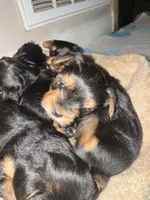 Rose, a female Yorkshire Terrier for sale in Westminster, SC – 1 of 1