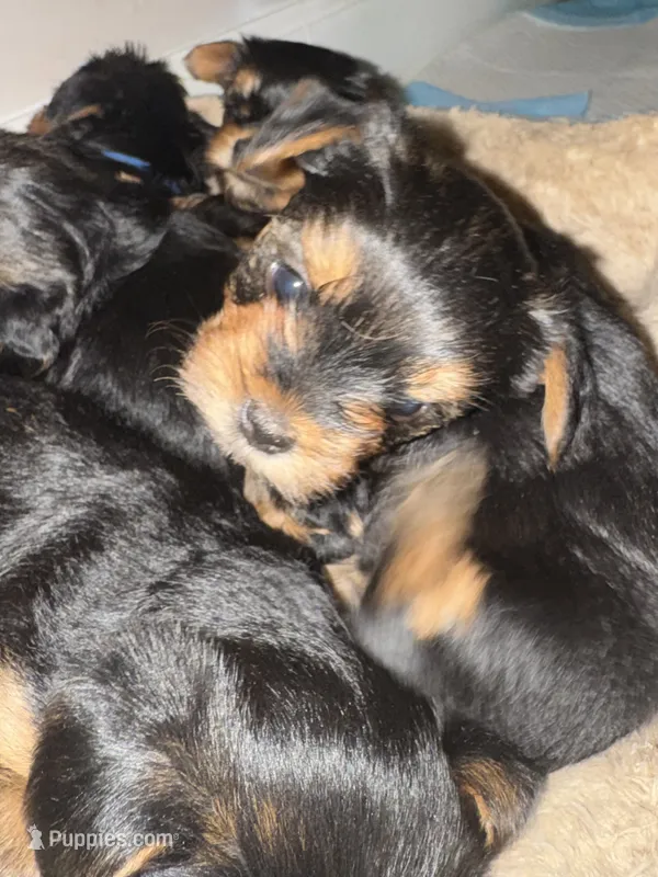 Rose – Yorkshire Terrier puppy for sale in Westminster, SC