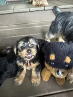 Orange , a male Yorkshire Terrier for sale in Westminster, SC – 3 of 3