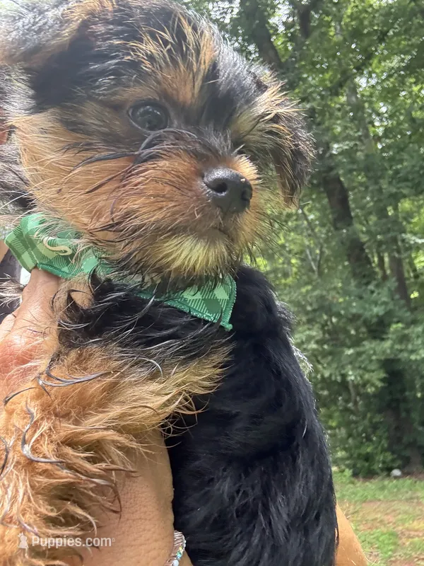 Red – Yorkshire Terrier puppy for sale in Westminster, SC