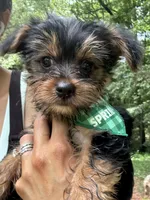Red, a male Yorkshire Terrier for sale in Westminster, SC – 3 of 7