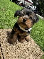 Orange Bear, a male Yorkshire Terrier for sale in Westminster, SC – 2 of 8