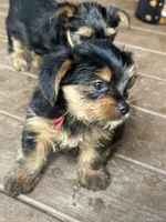 Clifford, a male Yorkshire Terrier for sale in Westminster, SC – 3 of 6