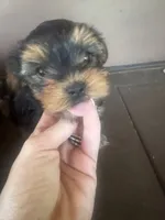 Beige Biscotti , a female Yorkshire Terrier for sale in Westminster, SC – 2 of 3