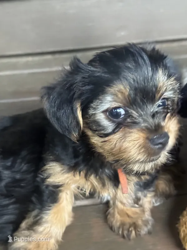 Orange  – Yorkshire Terrier puppy for sale in Westminster, SC