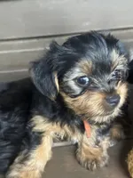 Orange , a male Yorkshire Terrier for sale in Westminster, SC – 1 of 3