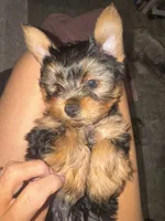 Bluey, a male Yorkshire Terrier for sale in Westminster, SC – 3 of 7