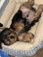 Bluey, a male Yorkshire Terrier for sale in Westminster, SC – 2 of 5