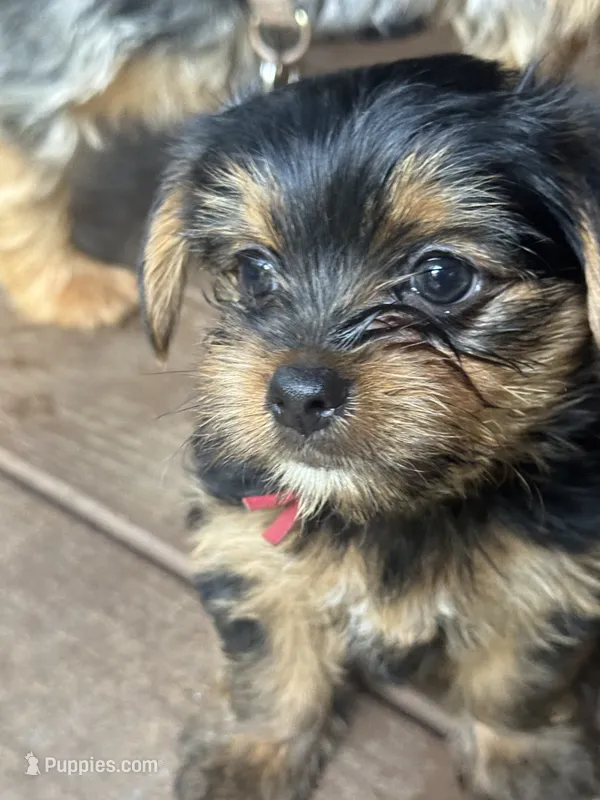 Clifford – Yorkshire Terrier puppy for sale in Westminster, SC