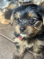 Clifford, a male Yorkshire Terrier for sale in Westminster, SC – 1 of 6