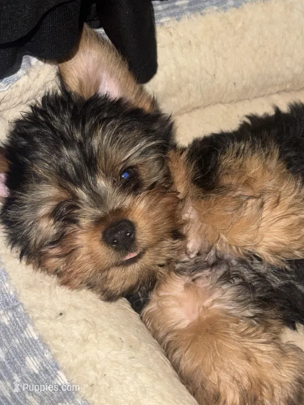 Bluey – Yorkshire Terrier puppy for sale in Westminster, SC