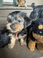 Orange , a male Yorkshire Terrier for sale in Westminster, SC – 2 of 3
