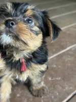 Clifford, a male Yorkshire Terrier for sale in Westminster, SC – 6 of 6