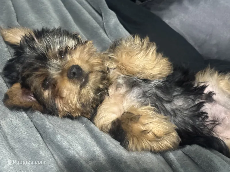 Blue Bear  – Yorkshire Terrier puppy for sale in Westminster, SC