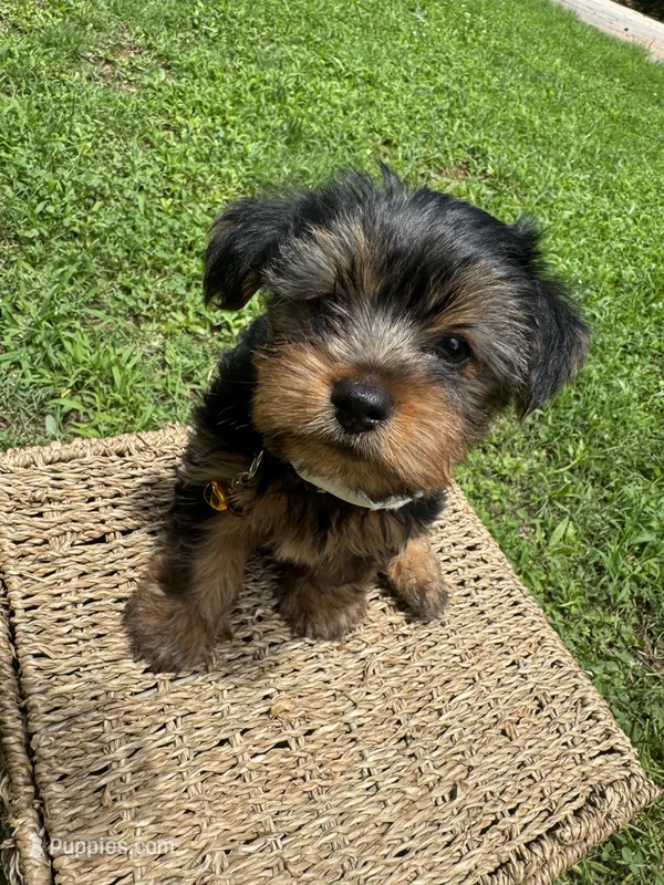 Orange Bear – Yorkshire Terrier puppy for sale in Westminster, SC