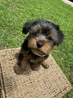 Orange Bear, a male Yorkshire Terrier for sale in Westminster, SC – 1 of 8