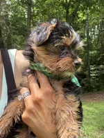 Red, a male Yorkshire Terrier for sale in Westminster, SC – 6 of 7