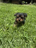 Bluey, a male Yorkshire Terrier for sale in Westminster, SC – 6 of 7