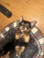 Clifford, a male Yorkshire Terrier for sale in Westminster, SC – 4 of 6