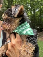Red, a male Yorkshire Terrier for sale in Westminster, SC – 5 of 7