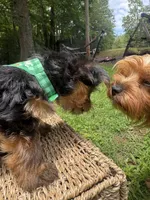 Bluey, a male Yorkshire Terrier for sale in Westminster, SC – 4 of 7