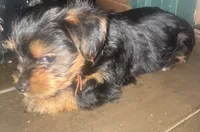 Orange , a male Yorkshire Terrier for sale in Westminster, SC – 2 of 2