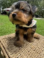 Orange Bear, a male Yorkshire Terrier for sale in Westminster, SC – 7 of 8