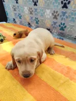 Kenneth, a male Labrador Retriever for sale in Summerfield, FL – 4 of 6
