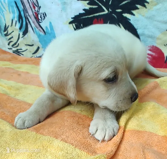 Jimmy  – Labrador Retriever puppy for sale in Summerfield, FL