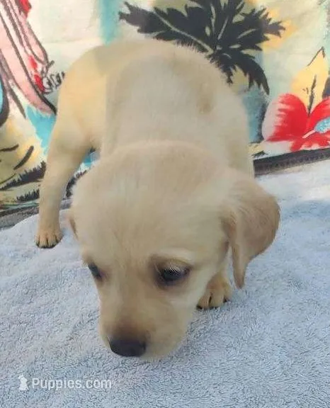 Jordan – Labrador Retriever puppy for sale in Summerfield, FL