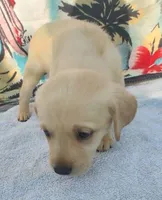 Jordan, a male Labrador Retriever for sale in Summerfield, FL – 1 of 3